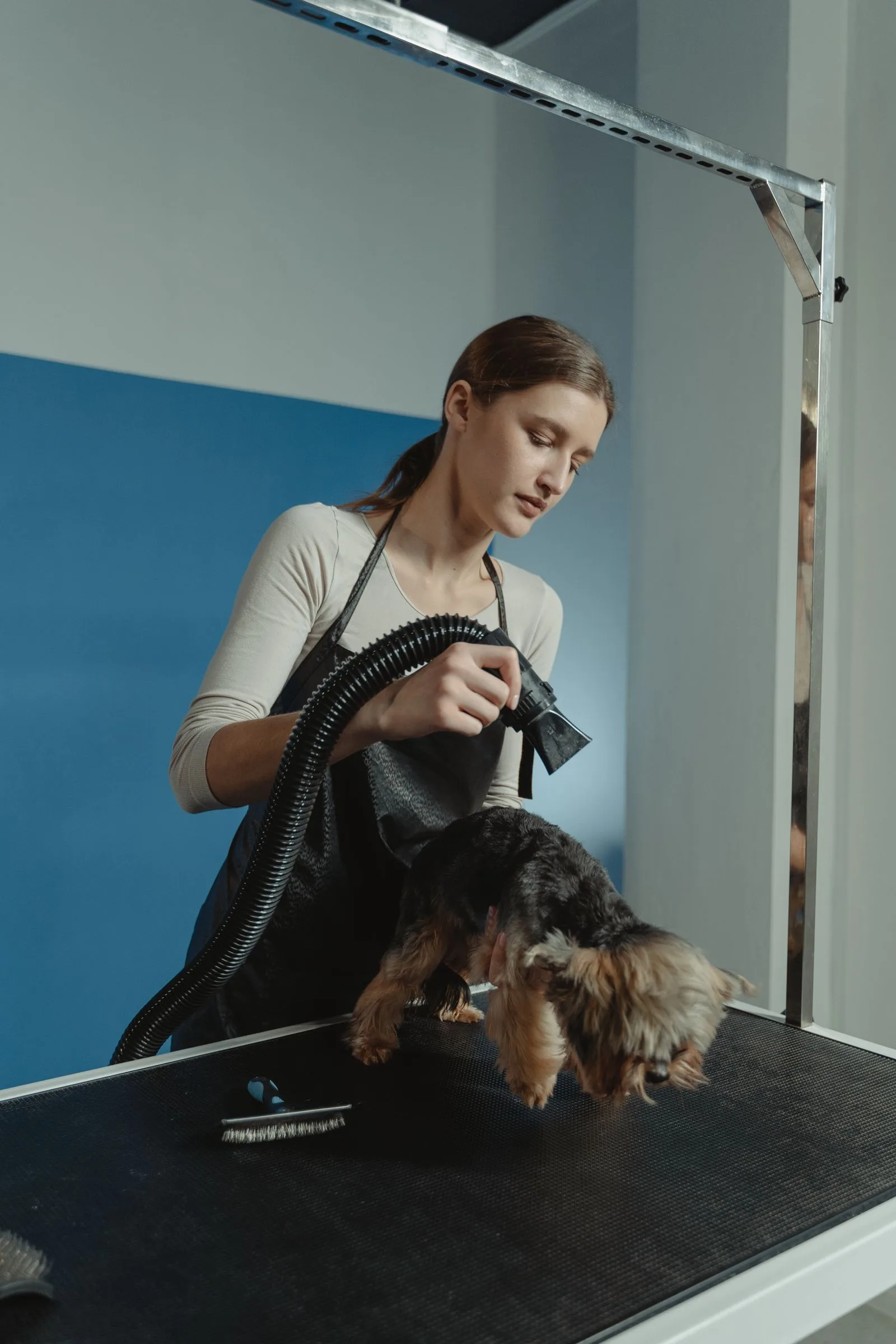 A professional groomer blow-drying a Yorkshire Terrier on a grooming table
