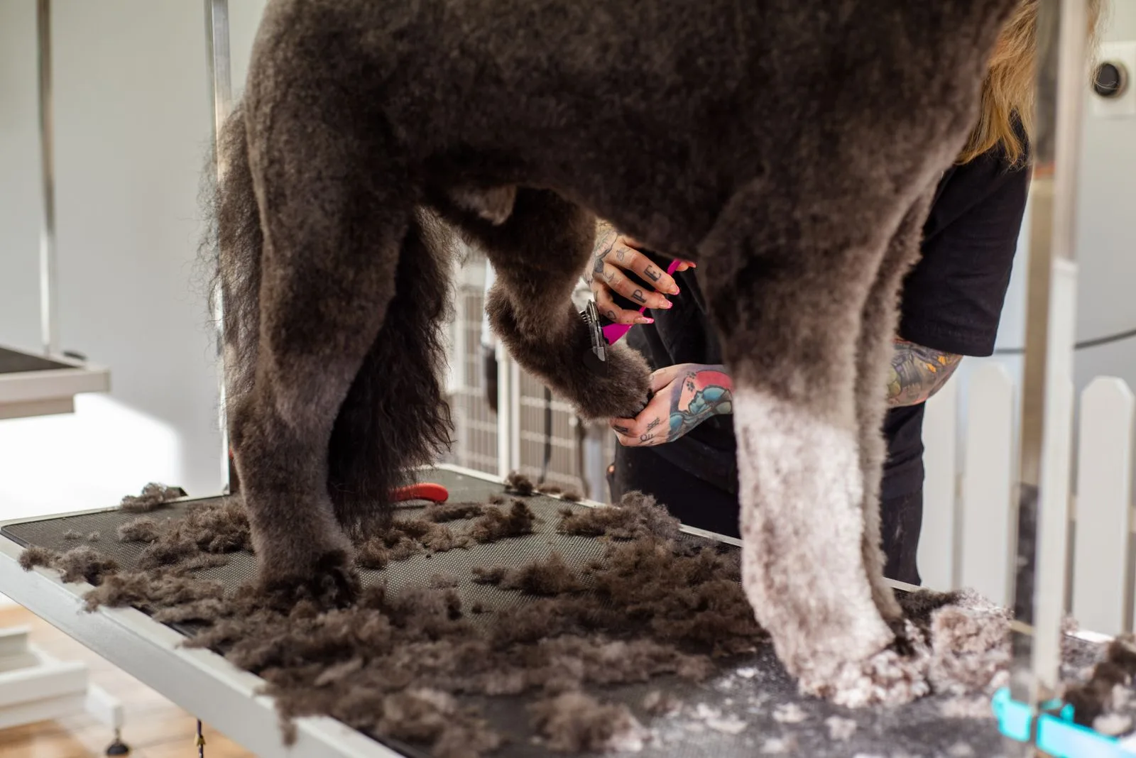A professional groomer trimming a large dog fur indoors